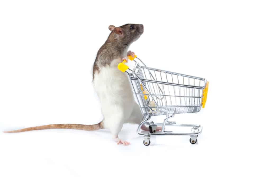 rat with shopping cart